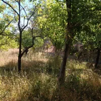 باغ در بهتری جای اسفنجان کهنمو چایی راه قدیم کهنمو|فروش زمین و ملک کلنگی|اسکو, |دیوار