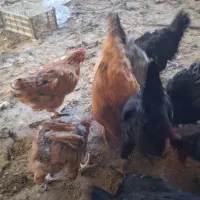 مرغ خروس|حیوانات مزرعه|شیراز, شهرک صنعتی شیراز|دیوار