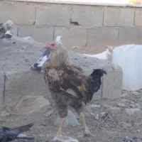 مرغ تخمگذار|حیوانات مزرعه|فولادشهر, A4|دیوار