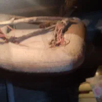 پالان  اسب سالم  نو