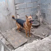 سگ ژرمن اصل