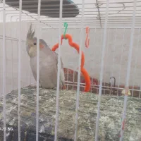 عروس هلندی بالغ کارداده