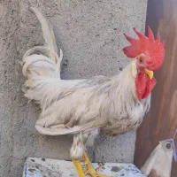 خروس سفید