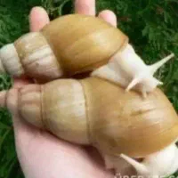 حلزون آچاتینا اندازه لاک ۴ و ۵ سانت