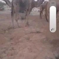 شتر محلی داشتی