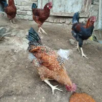 خروس