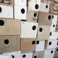 انواع لونه طوطی