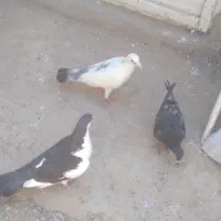کفتر مفت