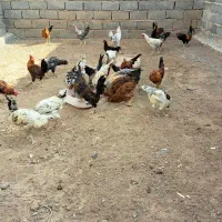 فروش جوجه خروس.محلی مرغ تخم گذار|حیوانات مزرعه|سیرجان, |دیوار