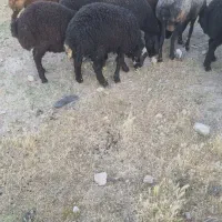 بره