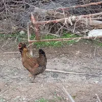 مرغ گلین تخم گذار