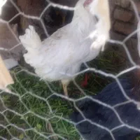 مرغ|حیوانات مزرعه|مبارکه, |دیوار