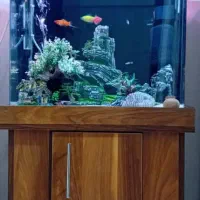 آکواریوم ماهی شیشه خم