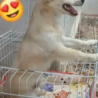 لوازم خانگی