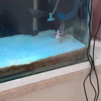 آکواریوم|ماهی|کاشمر, |دیوار