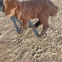 یع بره شیری|حیوانات مزرعه|شیروان (خراسان), |دیوار