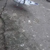 تعدادی کبوتر نر و ماده|پرنده|چالوس, |دیوار