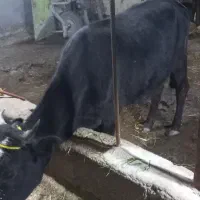 لیشه گاو   چاق