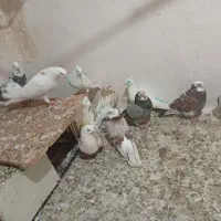 فروش کفتر یکجا