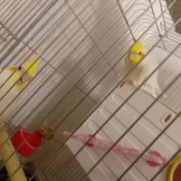 عروس هلندی|پرنده|فرمهین, |دیوار