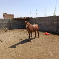 اسب مادیان 3ساله