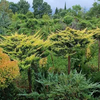 تولید و عرضه انواع و گیاه|خدمات باغبانی و درختکاری|کلاردشت, |دیوار