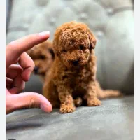 توی پودل ۱۰۰٪ اورجینال