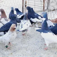 کبوتر بهبونی|پرنده|شیراز, رکنآباد|دیوار