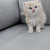 گربه های زیبا