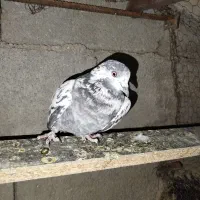 فروشی|پرنده|خانمیرزا, |دیوار