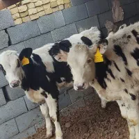 گوساله نر|حیوانات مزرعه|یزد, |دیوار