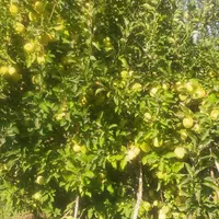 اجاره باغ سیب|خدمات باغبانی و درختکاری|شاهین دژ, |دیوار