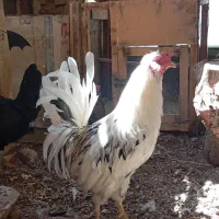 خروس گیلین‌جوان