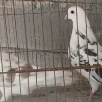 کبوتر