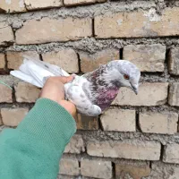 کفتر|پرنده|سامن, |دیوار