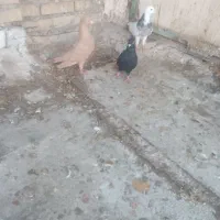 کبوتر گرفتنی