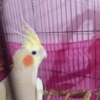 عروس هلندی لوتینو ماده