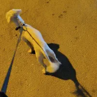 سگ شیتزو خانگی|سگ|شیراز, پودنک|دیوار