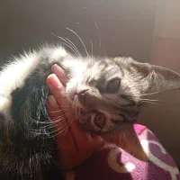 گربه|گربه|گنبد کاووس, |دیوار