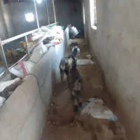 بزغاله چاق|حیوانات مزرعه|ثمرین, |دیوار