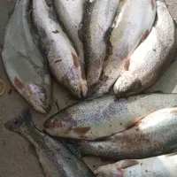 نیروی کار جهت کار در پرورش ماهی