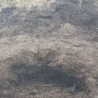 کود حیوانی (گوسفندی)سوخته