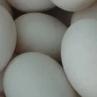 تخم مرغ محلی نطفه دا دونه ۱۵ هزار