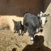 بز وکهر|حیوانات مزرعه|شیراز, داریون|دیوار