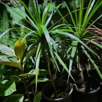 گل طبیعی|گل و گیاه طبیعی|لاهیجان, لیل|دیوار