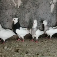ساعت طرح کفتر
