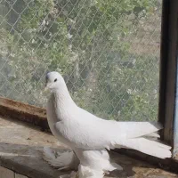 لوتی .در اهر