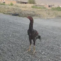جوجه خروس ۶.۵ ماهه افغان تاج مهر طوسی
