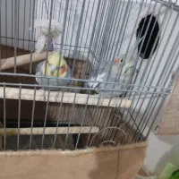 عروس هلندی زیر قیمت با قفس