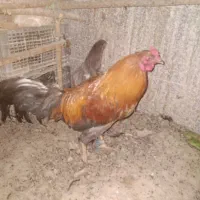 مرغ و خروس لاری کرچ